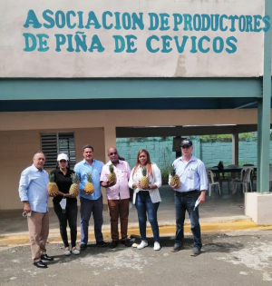 MERCADOM visita productores de piña